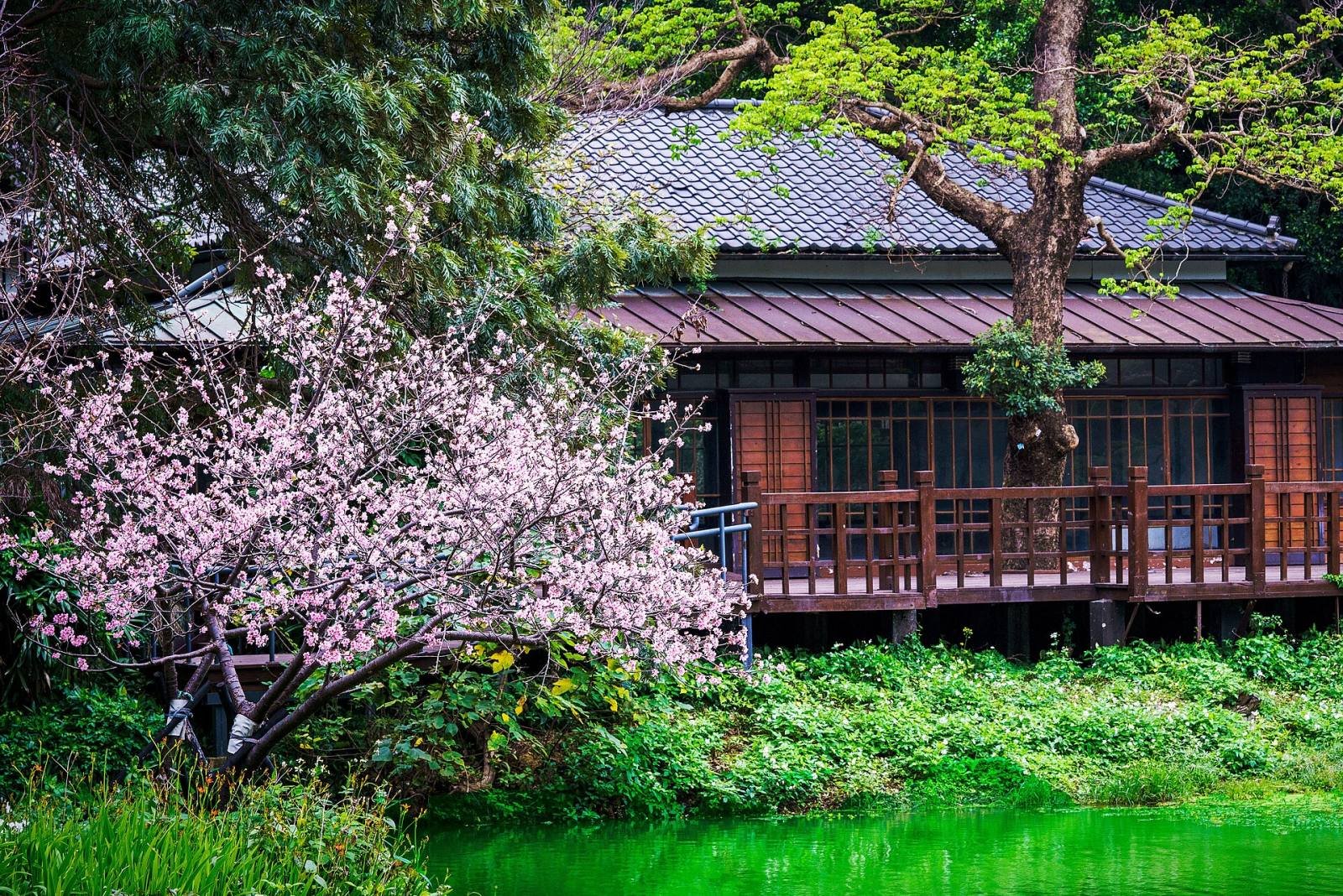 Pink blossom beside a wooden Japanese-era teahouse on the lake in Hsinchu Park