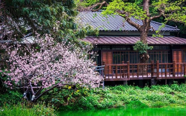 Pink blossom beside a wooden Japanese-era teahouse on the lake in Hsinchu Park