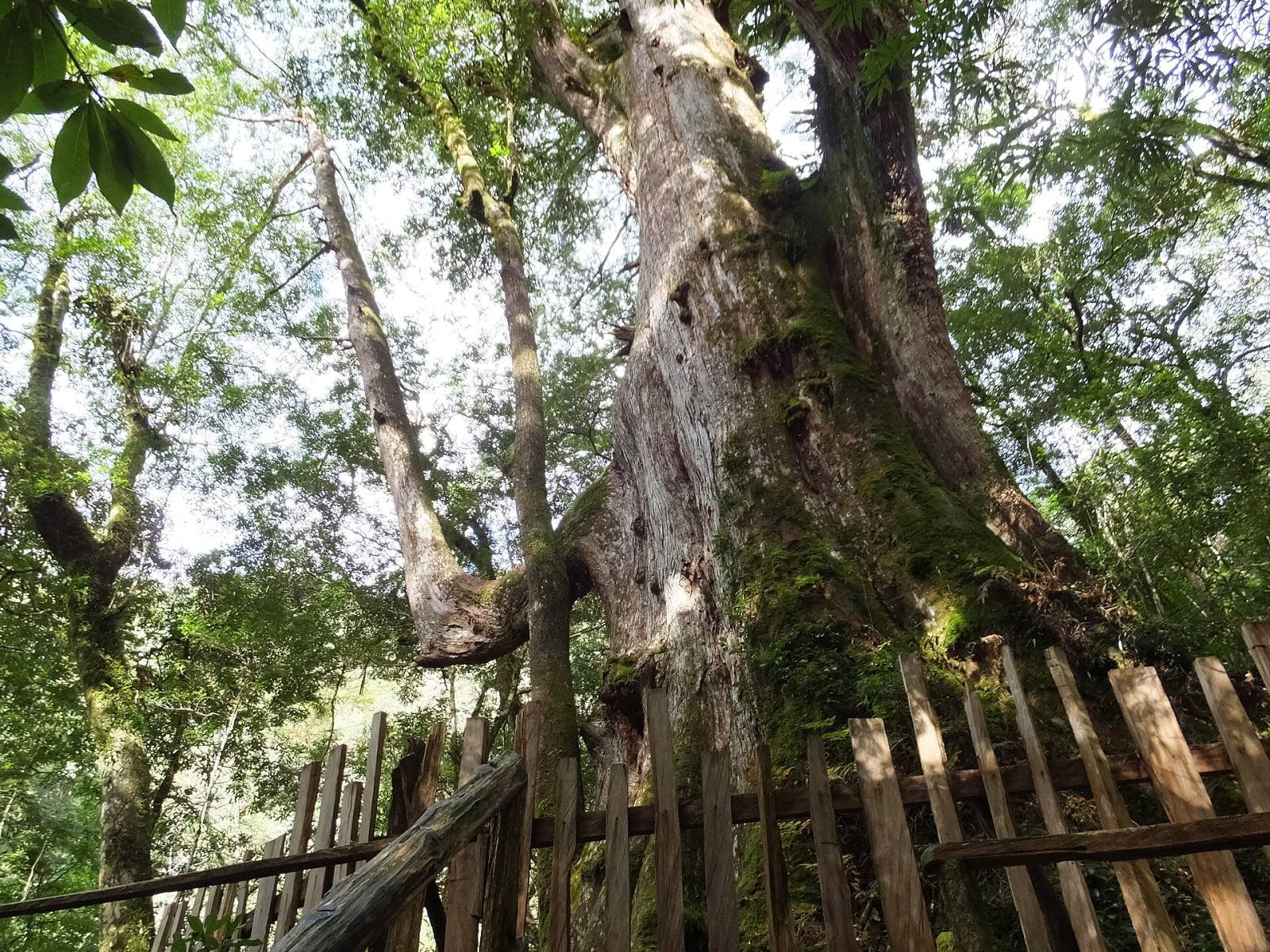 A giant red cypress with a huge twisting trunk in the Smangus forest