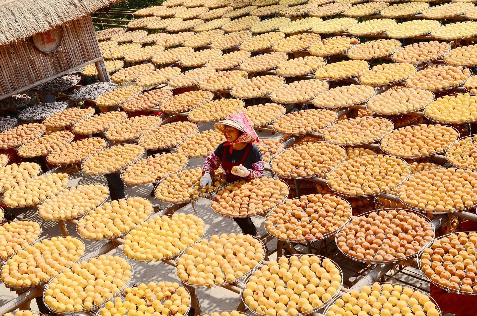 A woman tending rows of round trays of persimmons drying in the sun
