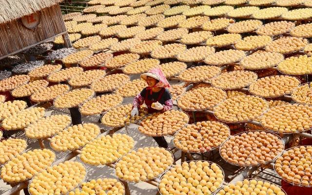 A woman tending rows of round trays of persimmons drying in the sun