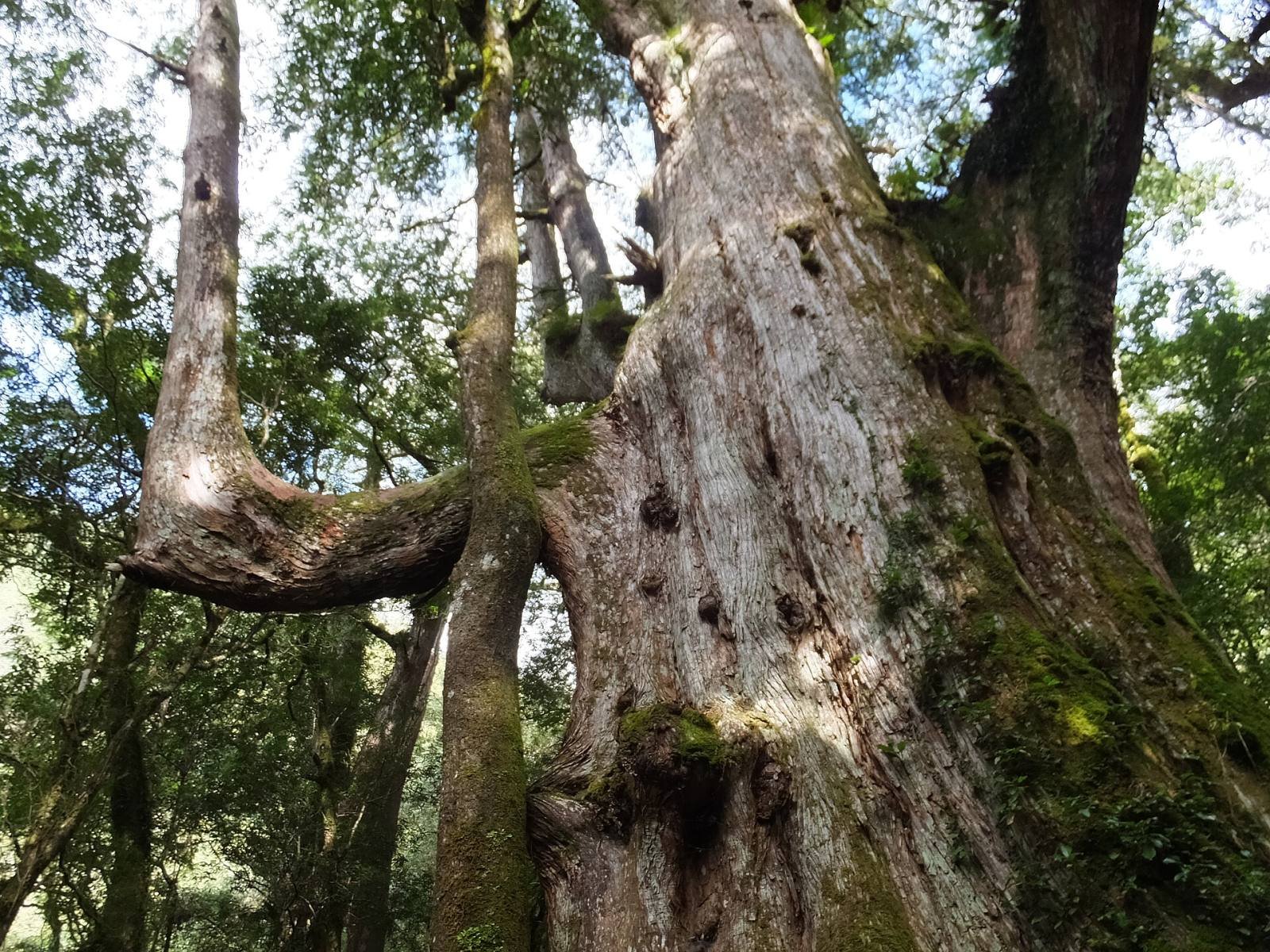 A giant red cypress in the Smangus forest, its trunk split and twisted with age