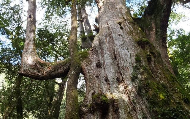 A giant red cypress in the Smangus forest, its trunk split and twisted with age