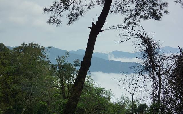 A sea of clouds below forested mountains, seen through pine trees at Guanwu